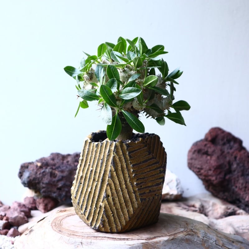 パキポディウム エブレネウム 恵比寿笑い（接）Pachypodium eburneum  