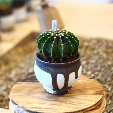 たけろうポット× Gymnocalycium friedrichii    no.102203