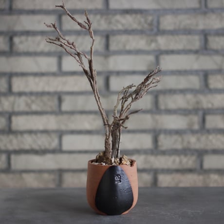 Euphorbia platyclada × N/OH (3号)  no.510/52