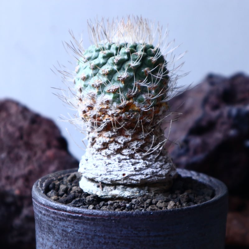 ストロンボカクタス ディシフォルミス 菊水 自根 Strombocactus