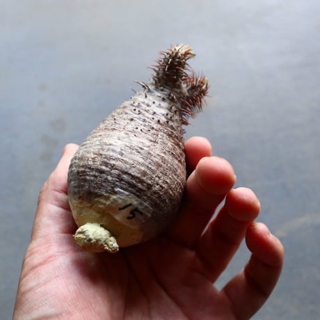 パキポディウム グラキリス 抜苗  Pachypodium rosulatum var. gracilius no.92915