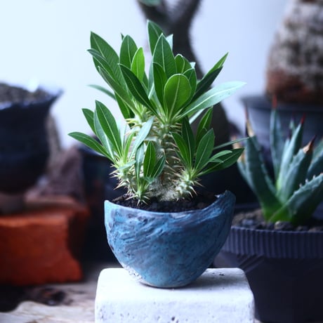 パキポディウム グラキリス 実生  Pachypodium rosulatum var. gracilius no.61423