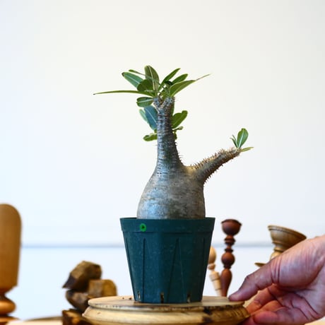 パキポディウム  グラキリス / Pachypodium  gracilius   no.52802