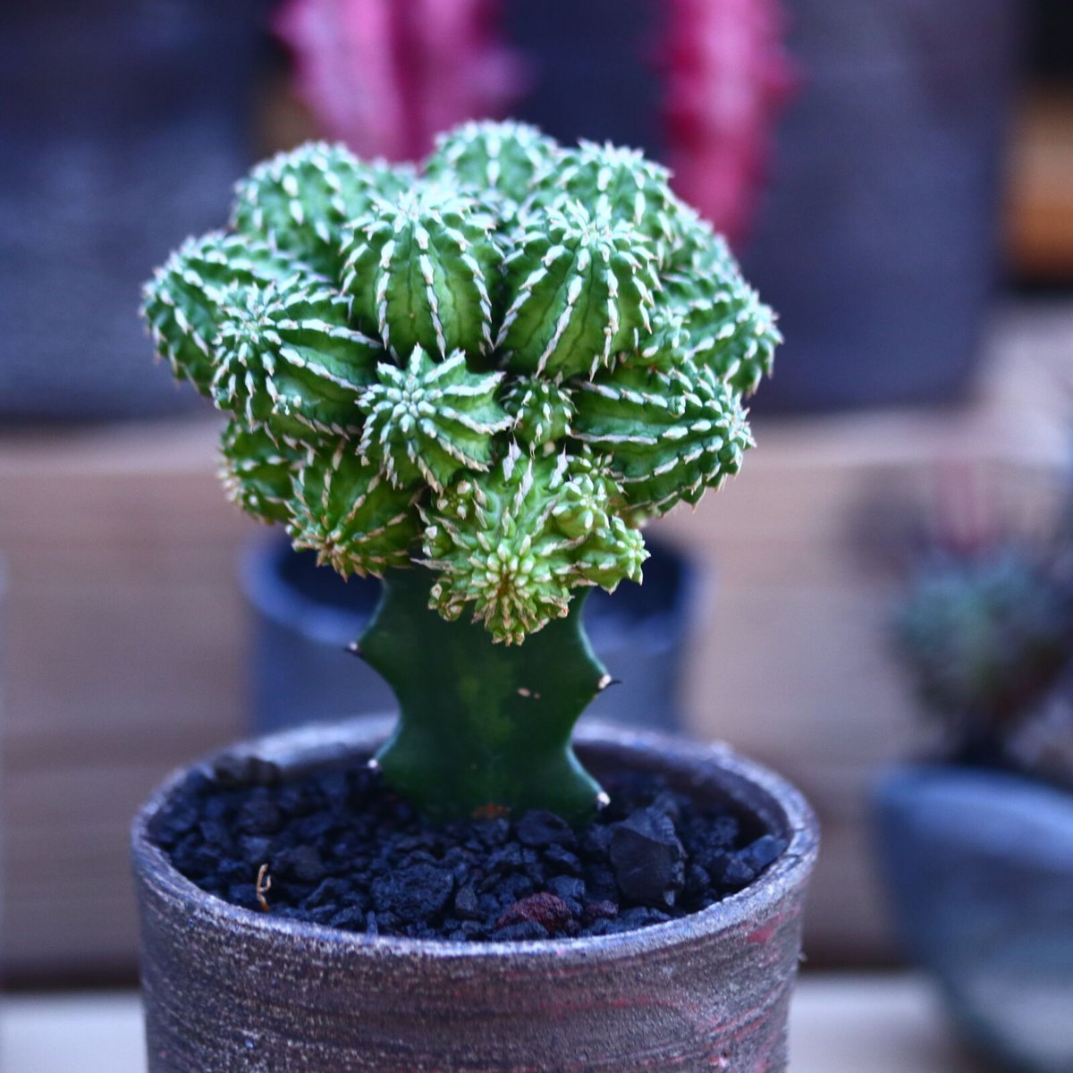 ユーフォルビア セプルタ 群生 接木 美株 【公式通販】