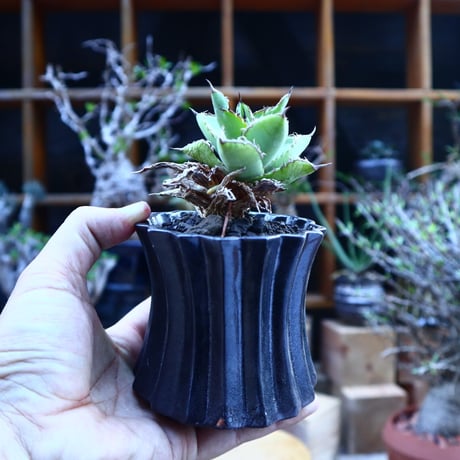 アガベ チタノタ フィリグリー ／Agave titanota "Filigree crested    no.62022
