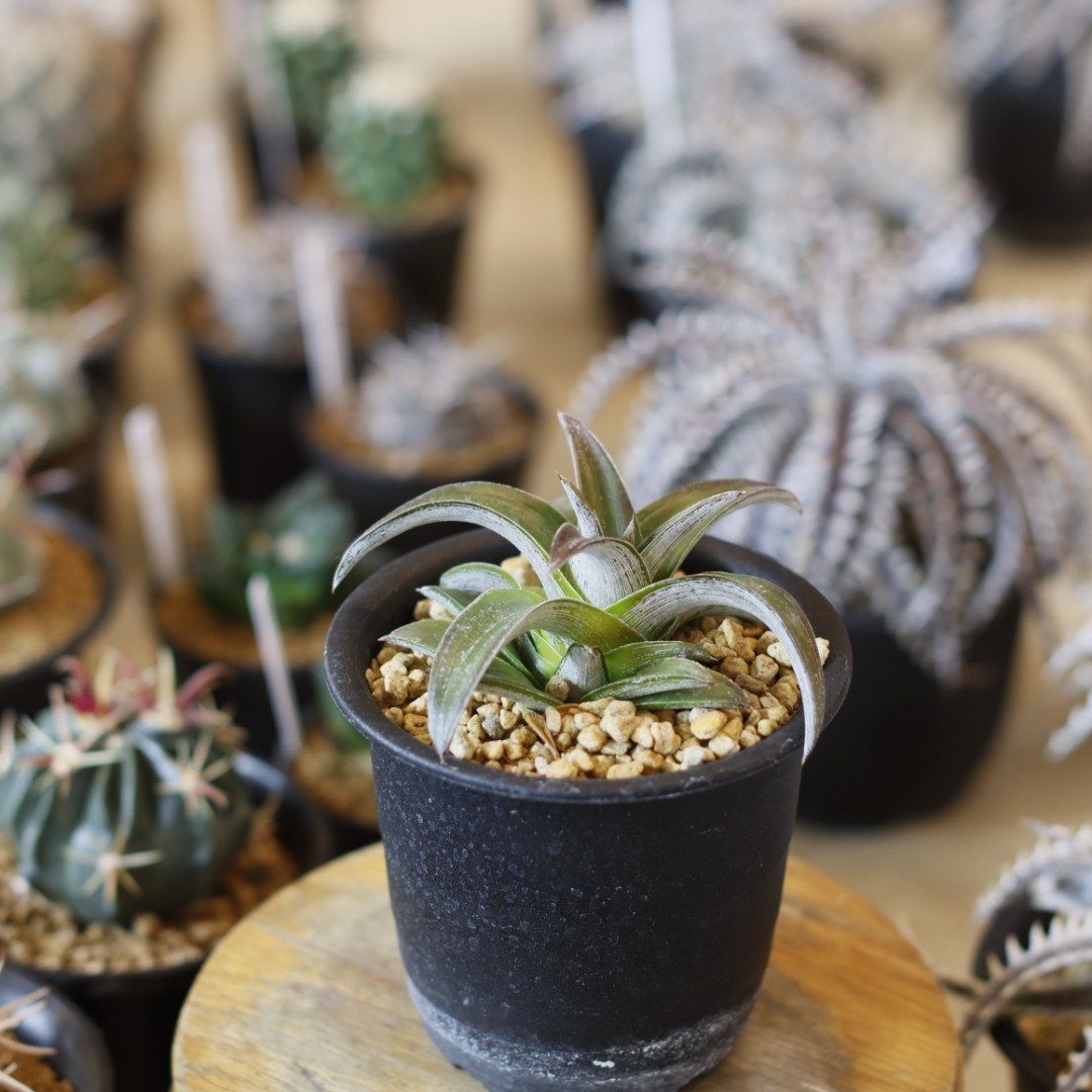 BOTANIZE × 然ZEN 鉢 植木鉢 ボタナイズ ディッキア dyckia
