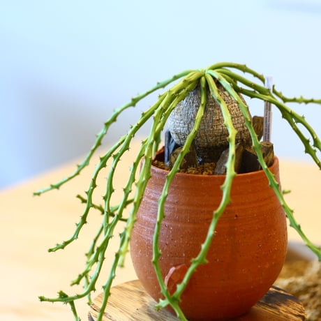 Euphorbia decidua × N/OH  no.100839