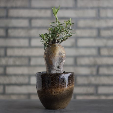 Pachypodium bispinosum × 陶器蜂 (4号)  no.706-25