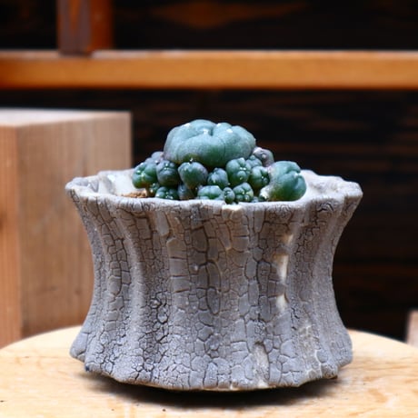 ロフォフォラ   ディフューサ  子吹き翠冠玉／Lophophora diffusa 　no.42432