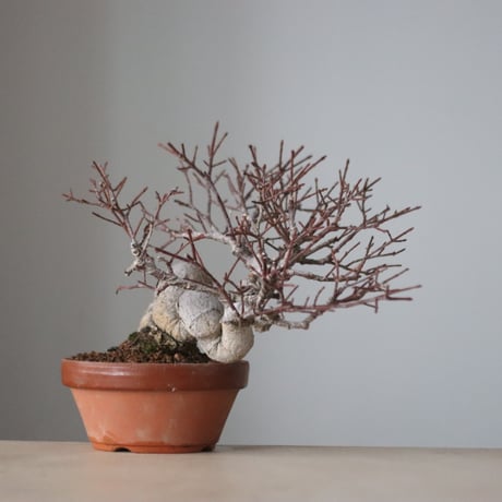真弓 / YOSHIZAWA3-SHOHINBONSAI (4号鉢)   no.330/11