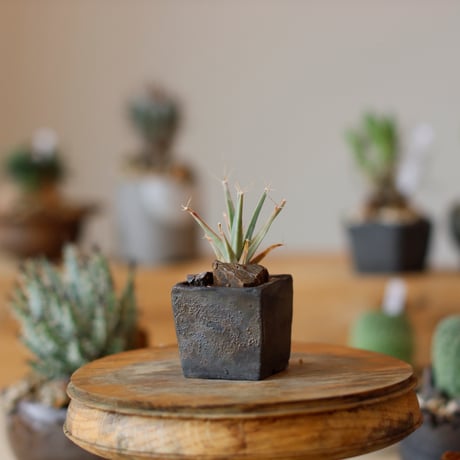 Leuchtenbergia principis × takero pot (2号)  no.111/18