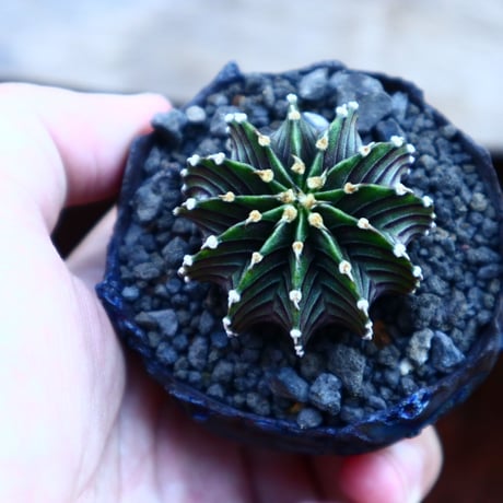 ギムノカリキウム   フィードリッフィーLB2178／Gymnocalycium friedrichii    no.80803