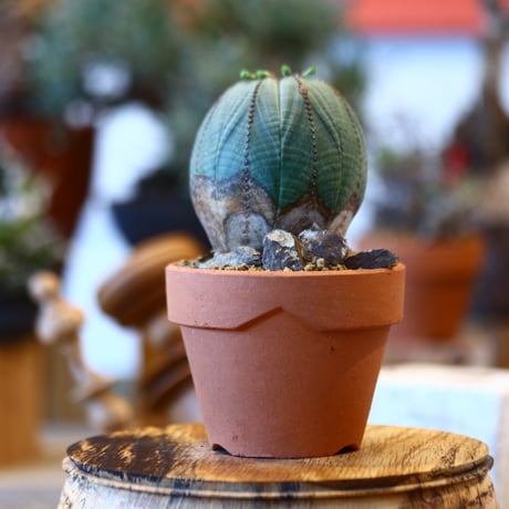 Euphorbia  symmetrica × YAMABACHI   no.123152