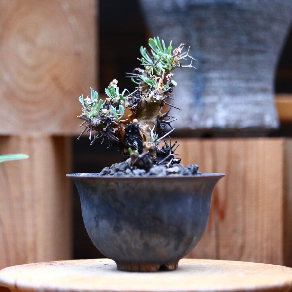 オトンナ ユーフォルビオイデス／Othonna euphorbioides no.320