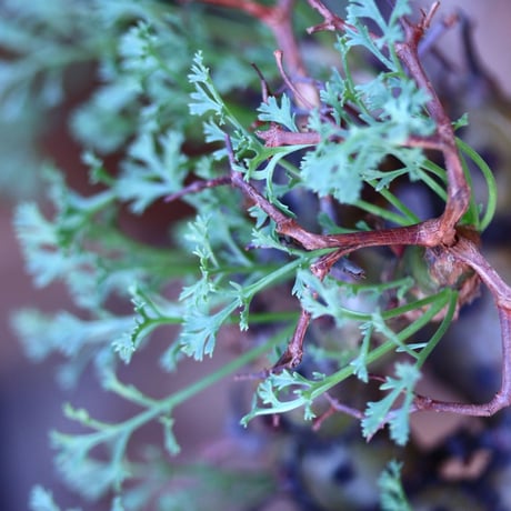 ペラルゴニウム  クリズミフォリウム／Pelargonium crithmifolium    no.20644