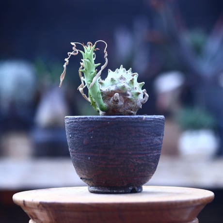 ユーフォルビア  ロンギツベルクローサ   Euphorbia  longetuberculosa    no.22831