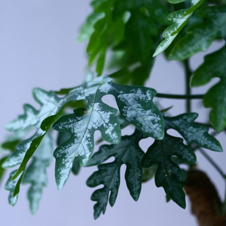 アデニア メタモルファ Adenia   metamorpha  no.92753