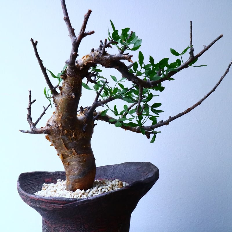 コミフォラ フォリアセア Commiphora foliacea No.050 | 芽の巣山