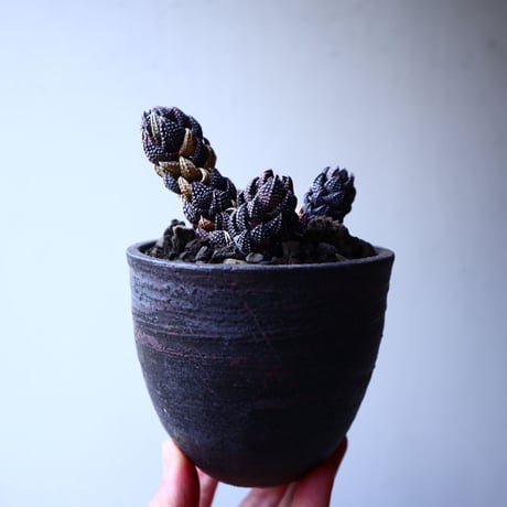ハオルチア  鷹の爪    Haworthia reinwardtii    no.22318