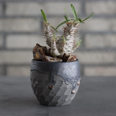 Pachypodium gracilius × N/OH (2.5号)  no.607/21