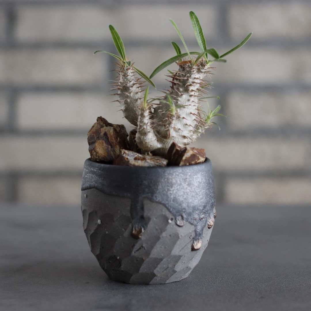 Pachypodium gracilius × N/OH (2.5号) no.607/21