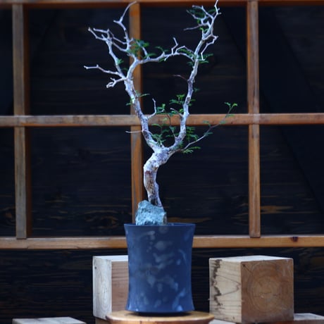 コミフォラ モンストローサ／Commiphora monstrosa   no.100352