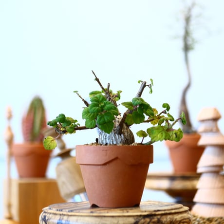 YAMABACHI × Plectranthus ernstii   no.91011