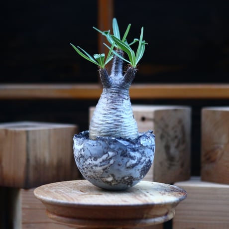 パキポディウム  グラキリス ／Pachypodium  gracilius     no.110720