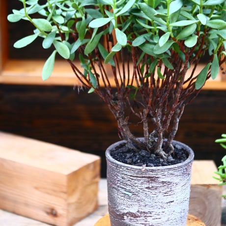 クラッスラ オブバラタ／Crassula obvallata   no.91247