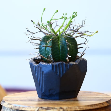 N/OH × Euphorbia valida   no.61813