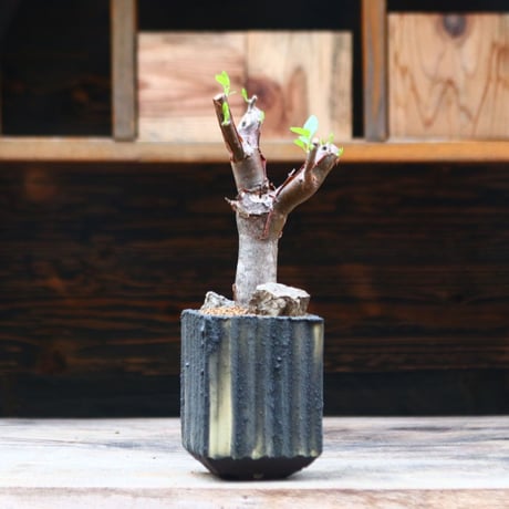 ブルセラ ファガロイデス / Bursera fagaroides / 発根済み　no.40204