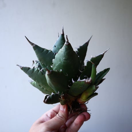 アガベ   チタノタ   FO-76    Agave titanota  "FO-76"   no.42817