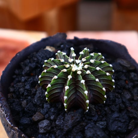 ギムノカリキウム   フィードリッフィーLB2178／Gymnocalycium friedrichii    no.50149