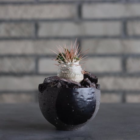 SALE | 芽の巣山