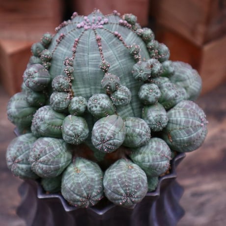 ユーフォルビア  シンメトリカ／Euphorbia  symmetrica     no.91893