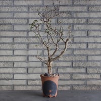 Bursera fagaroides × N/OH (4.5号)  no.510/7