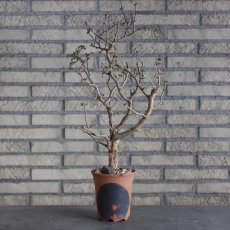 CATEGORY website up | 芽の巣山
