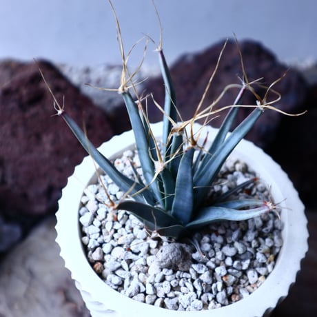 レウクテンベルギア  晃山    Leuchtenbergia principis  no.22310