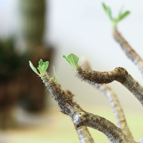 パキポディウム  グラキリス / Pachypodium  gracilius   no.52106