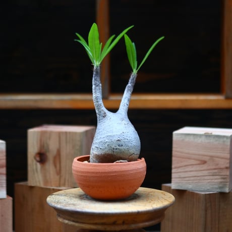 パキポディウム  グラキリス／Pachypodium  gracilius   no.72417