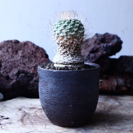 ストロンボカクタス  ディシフォルミス   菊水  自根　 Strombocactus    disciformis  no.22604