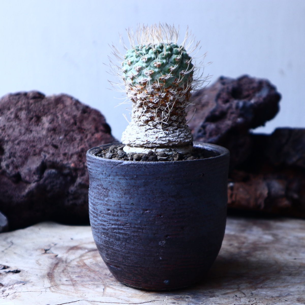ストロンボカクタス ディシフォルミス 菊水 自根 Strombocactus