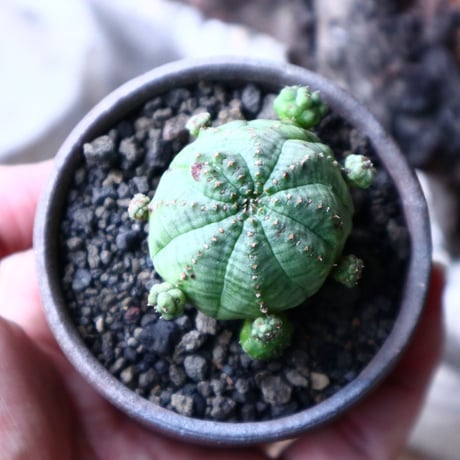 ユーフォルビア  仔吹きオベサ     Euphorbia obesa　no.71421