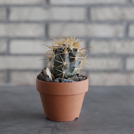 Ferocactus chrysacanthus (金冠竜) × YAMABACHI (3号) no.614/7