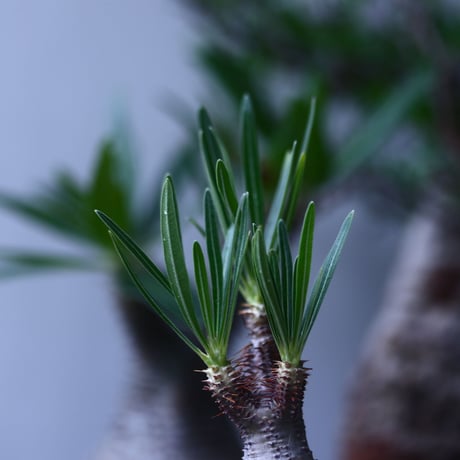 パキポディウム グラキリス   Pachypodium rosulatum var. gracilius no.61422