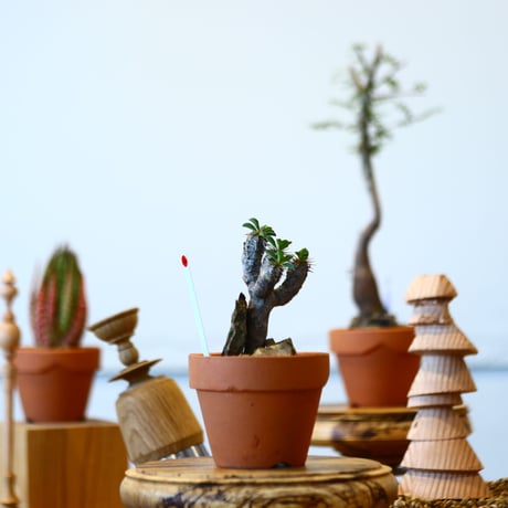YAMABACHI × Euphorbia guillauminiana   no.91032