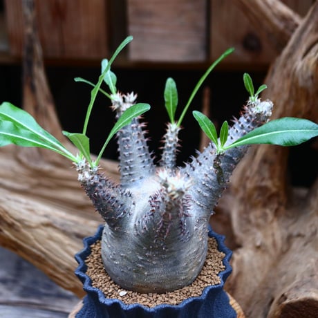 パキポディウム マカイエンセ / Pachypodium Makayense / 発根済み     no.22694