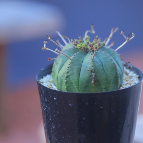 ユーフォルビア  バリダ  ♀    Euphorbia valida    no.20729