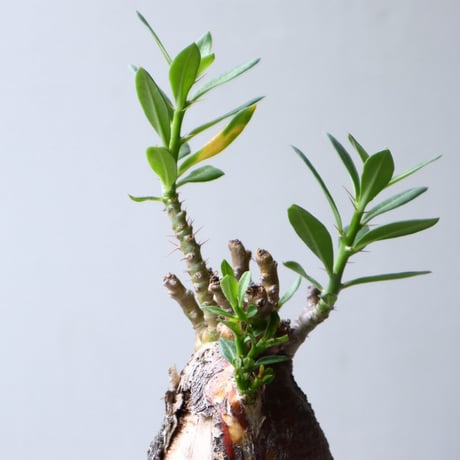 パキポディウム ビスピノーサム    Pachypodium bispinosum   no.90112