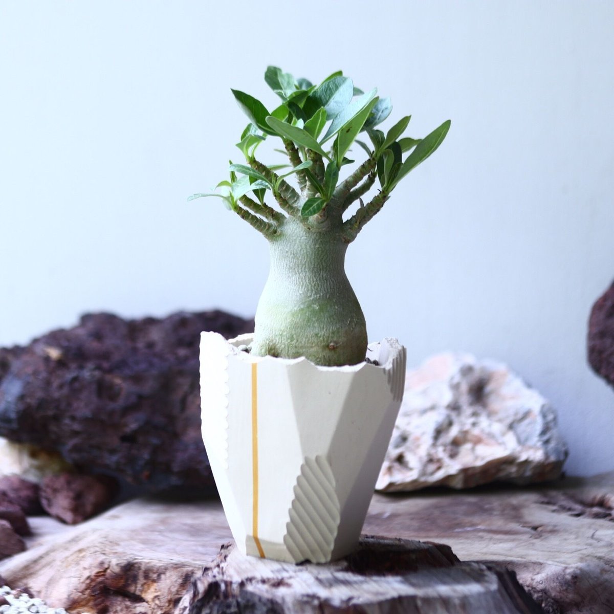 アデニウム アラビアカム （小型アラビカム） Adenium.arabicum no.017 